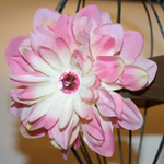 Brown Nylon/Pink Burst