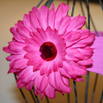 Fuchsia Nylon/Fuchsia