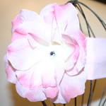 Cotton Candy Pink/Pink Rose