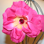 Fuchsia Cotton/Fuchsia Rose